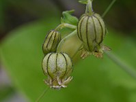 Silene indica