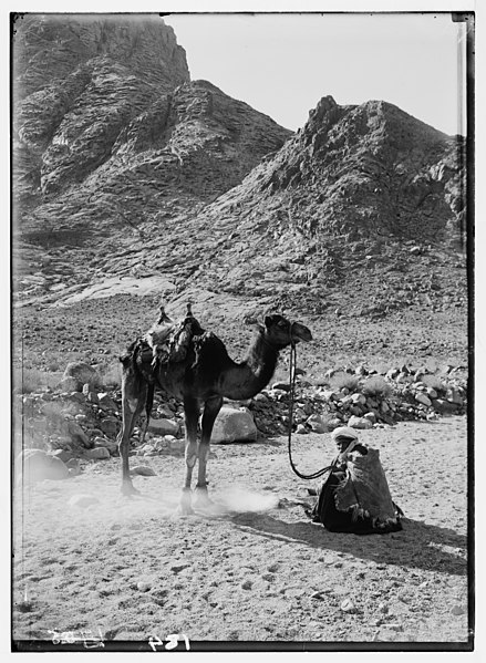 File:Sinai. Camel man with small fire. LOC matpc.05412.jpg