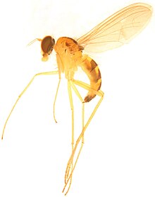 Sinosciapus liuae.jpg