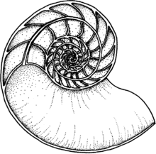 A cross-section through a Nautilus shell, showing a narrow siphuncle connecting the chambers of the shell Siphuncle.gif