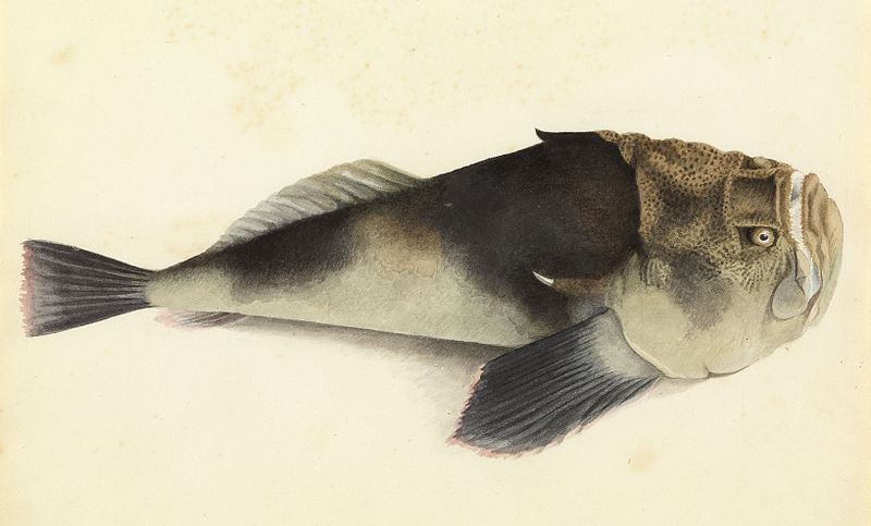 File:Sketchbook of fishes - 26. Stargazer - William Buelow Gould, c1832.jpg