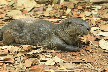 Smooth cotted otter (1).jpg