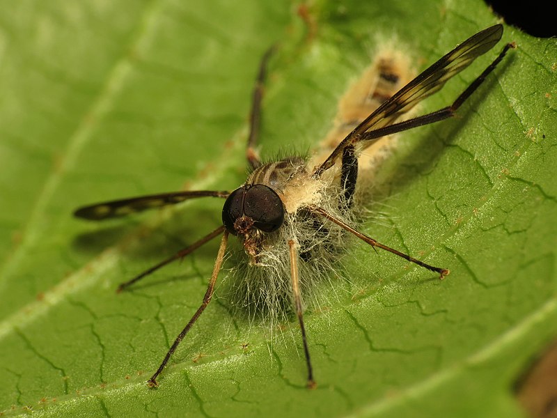 File:Snipe Fly Killer Fungus (33989145670).jpg