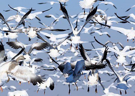 Snow geese (Anser caerulescens) flying up at Sacramento National Wildlife Refuge near Willows, California