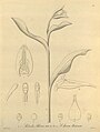 Sobralia bletiae plate 30, fig. I 1 in: H. G. Reichenbach: Xenia orchidacea - vol. 1 (1858)