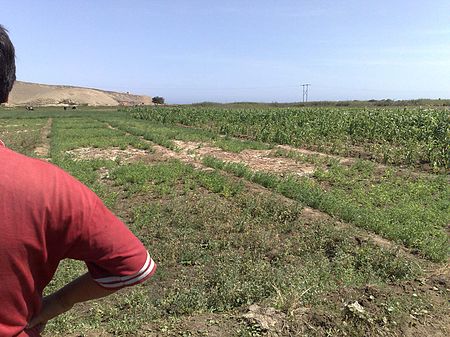 Looking over the shoulder of a Peruvian farmer in the Huarmey delta at waterlogged and salinised irrigated land with a poor crop stand.
This illustrates an environmental impact of upstream irrigation developments causing an increased flow of groundwater to this lower-lying area, leading to adverse conditions. Soil Salinity2.jpg