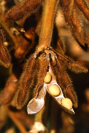 Glycine