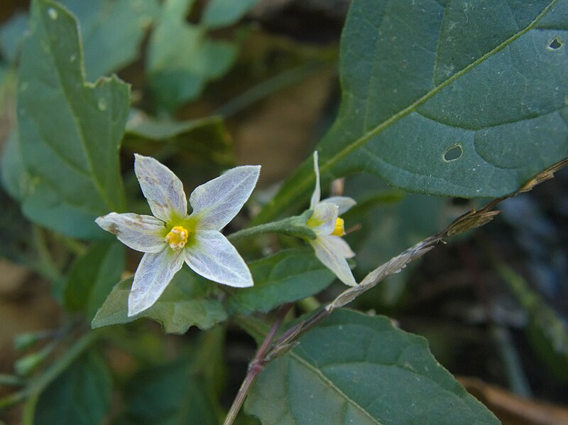 File:Solanum ptychanthum, 2022-10-23, Beechview, 02.jpg