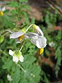 Solanum sisymbriifolium flower2.jpg
