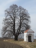 Solopysky: mohutná lípa vedle kapličky sv. Cyrila a Metoděje