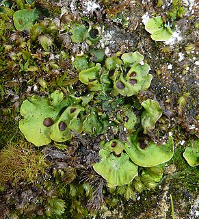 <i>Solorina</i> Genus of lichens in the family Peltigeraceae