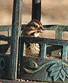 Song Sparrow