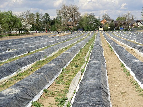 Asparagus harvest in Dudenhofen, Germany
