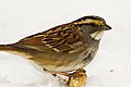 White-throated Sparrow