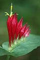 Logániovité: květenství Spigelia marilandica