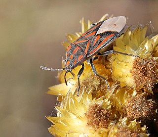 <i>Spilostethus trilineatus</i> Species of true bug