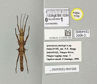 <i>Spinodares</i> Genus of stick insects