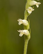 Spiranthes laciniata