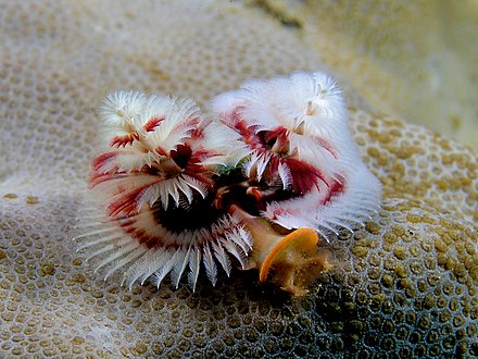 Живые существа суши. Морские многощетинковые черви. Spirobranchus giganteus. Трубчатый многощетинковый морской червь. Червь "Новогодняя елка" (Spirobranchus giganteus).
