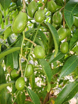 Otaheiteomena (Spondias dulcis)