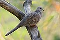 * Nomination Spotted dove (Spilopelia chinensis) at Kairwaan goa, Uttarakhand. --Satdeep Gill 11:56, 10 April 2022 (UTC) * Promotion  Support Good quality. --MB-one 12:24, 10 April 2022 (UTC)