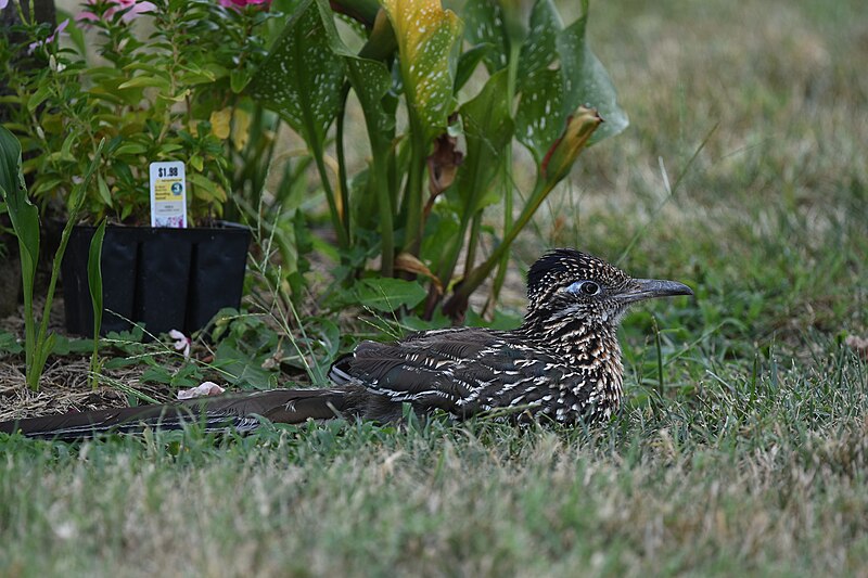 File:Springfield Greater Roadrunner (30130615448).jpg