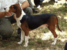 Cão tricolor sérvio