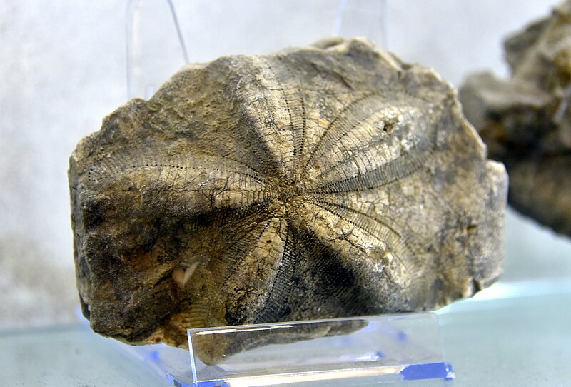 File:Starfish fossil. From? Period? Erbil Stones and Gems Museum. Erbil Citadel, Hawler, Iraq.jpg