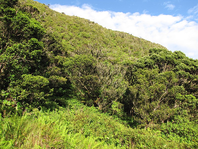 File:Starr-091112-9539-Pipturus albidus-habit-West Maui-Maui (24871143472).jpg