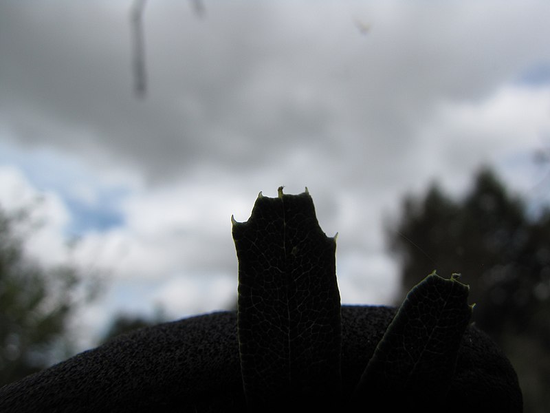 File:Starr-110609-6147-Banksia marginata-toothed leaf tip-Shibuya Farm Kula-Maui (24469954103).jpg