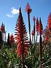 Starr 061204-1834 Aloe arborescens.jpg