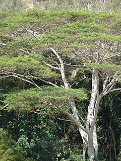 <i>Falcataria falcata</i> Species of plant in the family Fabaceae