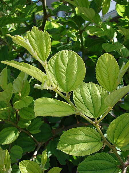 File:Starr 080614-8893 Ziziphus mauritiana.jpg