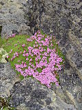 Miniatuur voor Stengelloze silene