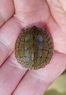 Juvenile carapace, Georgia