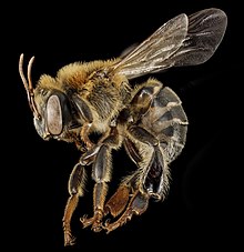 Stingless bee 3, f, yan, peru 2014-07-30-13.17.15 ZS PMax (15839098322) .jpg