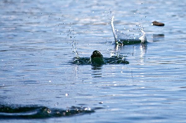 A stone skimming across the water