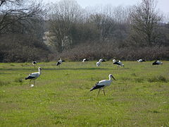 240px-Stork_1000798.JPG