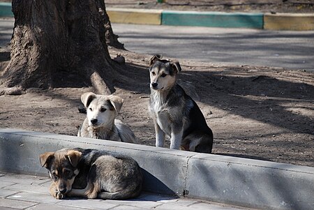 Tập_tin:Stray_dogs-pups.jpg