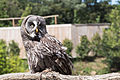 * Nomination Strix nebulosa (Great grey owl) in the spectacle of birds in the ZooParc de Beauval in Saint-Aignan-sur-Cher, France. -- Medium69 01:06, 20 November 2015 (UTC) * Promotion Good quality. --Moroder 12:24, 25 November 2015 (UTC)