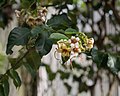 * Nomination Strophanthus preussii in the Brooklyn Botanic Garden. --Rhododendrites 04:52, 10 October 2017 (UTC) * Promotion Good quality. --W.carter 18:10, 11 October 2017 (UTC)