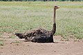 Female incubating eggs in a shallow nest on the ground