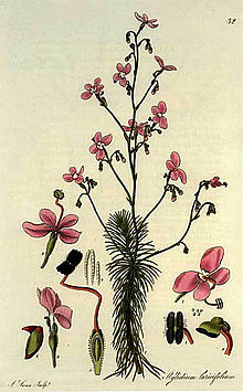 Stylidium-laricifolium.jpg