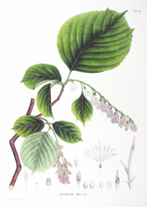 Styrax obassia SZ64.png