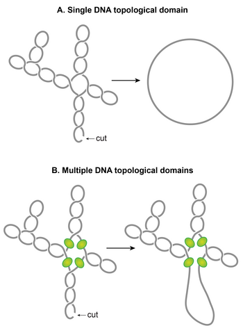 The chromosomal DNA within the nucleoid is segregated into independent supercoiled topological domains A. An illustration of a single topological domain of a supercoiled DNA. A single double-stranded cut anywhere would be sufficient to relax the supercoiling tension of the entire domain. B. An illustration of multiple topological domains in a supercoiled DNA molecule. A presence of supercoiling-diffusion barriers segregates a supercoiled DNA molecule into multiple topological domains. Hypothetical supercoiling diffusion barriers are represented as green spheres. As a result, a single double-stranded cut will only relax one topological domain and not the others. Plectonemic supercoils of DNA within the E. coli nucleoid are organized into several topological domains, but only four domains with a different number of supercoils are shown for simplicity. Subhash nucleoid 07.png