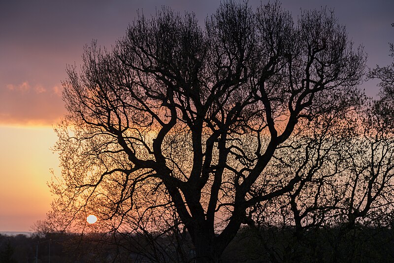 File:Sunrise over Enfield - geograph.org.uk - 4907552.jpg