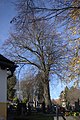 Čeština: Strom na hřbitově ve městě Svratka, kraj Vysočina English: A tree at a cemetery in the town of Svratka, Vysočina Region, CZ