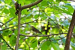 Thumbnail for File:Swainson's thrush (37107989321).jpg