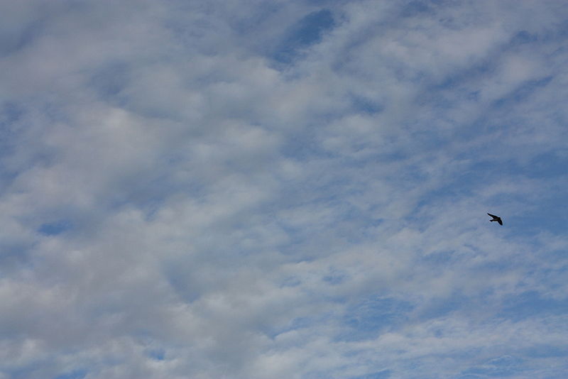 File:Swallow in flight (5985509000).jpg