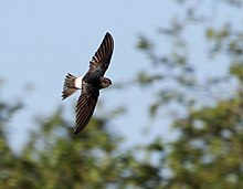 Swift Horus 2012 01 02 07 00 14 1521 a.jpg